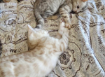 Bengal kitten litter - Bengal Kitten For Sale - 