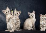 Snow Bengal kittens - Bengal Kitten For Sale - Belleville&comma; NJ&comma; US