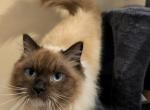 Ravioli - Ragdoll Kitten For Adoption - Moreno Valley&comma; CA&comma; US