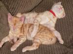 Red rosetted Bengal male - Bengal Kitten For Sale - Bedford&comma; PA&comma; US