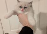 marie seal   bicolor ragdoll - Ragdoll Kitten For Sale - Brooklyn&comma; NY&comma; US