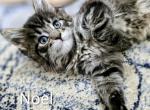 Noel - Maine Coon Kitten For Sale - Justin&comma; TX&comma; US