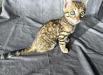 Leopold - Bengal Kitten For Sale - Barberton&comma; OH&comma; US