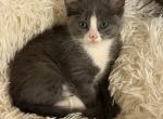 Gray tuxedo - Domestic Kitten For Sale - Battle Ground&comma; WA&comma; US