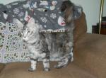 Lovely Miss Kitty - Maine Coon Kitten For Sale - Souderton&comma; PA&comma; US