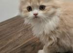 3 persian kitties - Persian Kitten For Sale - Las Vegas&comma; NV&comma; US