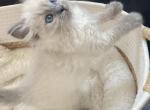 Ragdoll Kitten - Ragdoll Kitten For Sale - San Diego&comma; CA&comma; US