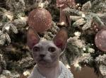 Serg - Sphynx Kitten For Sale - Ashley&comma; WI&comma; US