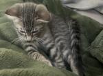 Tom - Abyssinian Kitten For Sale - Elk Grove&comma; CA&comma; US
