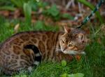 Billy - Bengal Cat For Sale - Los Angeles&comma; CA&comma; US