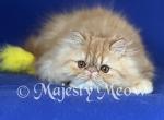 Lisa - Persian Kitten For Sale - Yucca Valley&comma; CA&comma; US