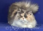 Alisa - Persian Kitten For Sale - Yucca Valley&comma; CA&comma; US