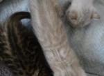 Brown Snow Lynx and Snow Mink Litter - Bengal Kitten For Sale - GA&comma; US