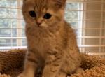 Tiger - British Shorthair Kitten For Sale - Clifton&comma; VA&comma; US