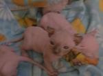 Sphynx female - Sphynx Kitten For Sale - Boston&comma; MA&comma; US