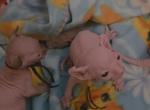 ELF - Sphynx Kitten For Sale - Boston&comma; MA&comma; US