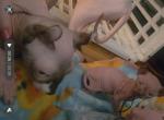 Sphynx male - Sphynx Kitten For Sale - Boston&comma; MA&comma; US