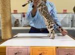 Benlaria Samara Star of Valleykatz - Bengal Cat For Sale - Sarasota&comma; FL&comma; US
