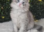 Elvis - Maine Coon Kitten For Sale - MI&comma; US
