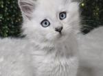 Esmeralda - Maine Coon Kitten For Sale - MI&comma; US