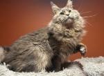 Ksavier male for shows breeding family - Maine Coon Cat For Sale/Retired Breeding - Langhorne&comma; PA&comma; US