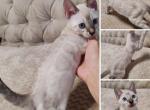 August - Bengal Kitten For Sale - Belleville&comma; NJ&comma; US