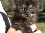 Bagel bakery litter - Maine Coon Kitten For Sale - Doniphan&comma; MO&comma; US