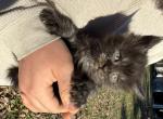 Sourdough - Maine Coon Kitten For Sale - Doniphan&comma; MO&comma; US