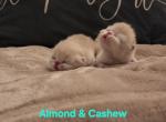 Almond - Exotic Kitten For Sale - Warminster&comma; PA&comma; US