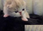 Souffle - Exotic Kitten For Sale - Warminster&comma; PA&comma; US