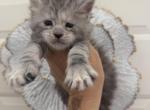 Lola - Maine Coon Kitten For Sale - Huntley&comma; IL&comma; US