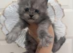 Black smoke Doll - Maine Coon Kitten For Sale - Huntley&comma; IL&comma; US