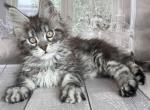 Maine Coone girl Florens - Maine Coon Kitten For Sale - Los Angeles&comma; CA&comma; US