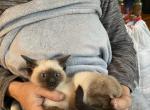 Seal point Siamese Spring Fling - Siamese Kitten For Sale - Concord&comma; NH&comma; US