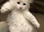 Sweet Pea's Litter Kitten II Make - Ragdoll Kitten For Sale - Burlington&comma; WI&comma; US