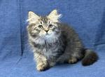 Paige - Siberian Kitten For Sale - Milton Freewater&comma; OR&comma; US