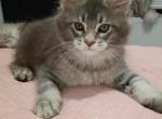 Azur - Maine Coon Kitten For Sale - Brooklyn&comma; NY&comma; US