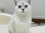 pearl - British Shorthair Kitten For Sale - MA&comma; US