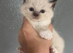 Kimchi - Ragdoll Kitten For Sale - Ephrata&comma; PA&comma; US