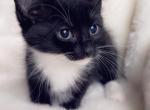 Sweetie - Domestic Kitten For Sale - Vancouver&comma; WA&comma; US