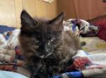 Kayla Leone - Maine Coon Kitten For Sale - MA&comma; US