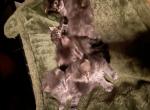 Nikoda Oda - Maine Coon Kitten For Sale - MA&comma; US