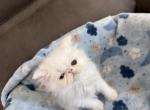 Persian solid white  boy ready to go - Persian Kitten For Sale - Altamonte Springs&comma; FL&comma; US
