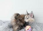 Daisy - Maine Coon Kitten For Sale - Nashville&comma; TN&comma; US