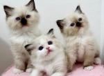 luna litter - Ragdoll Kitten For Sale - Nashville&comma; TN&comma; US