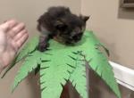 Tora reserved - Persian Kitten For Sale - Charlotte&comma; NC&comma; US