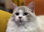 Ally - Ragdoll Cat For Sale/Retired Breeding - Saugerties&comma; NY&comma; US