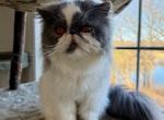 Chickie - Persian Cat For Sale/Retired Breeding - Kansas City&comma; MO&comma; US