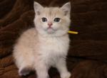Leo Oliver Max Milo Lucy Luna Lily - British Shorthair Kitten For Sale - College Point&comma; NY&comma; US
