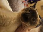 Siamese  chocolate - Siamese Kitten For Sale - Louisville&comma; KY&comma; US